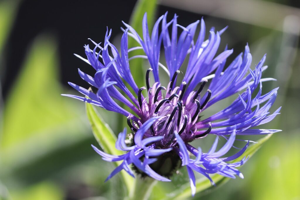 cornflower, cyanus segetum, blue-4200409.jpg