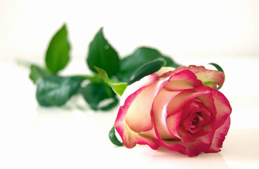 rose, flower, plant-301406.jpg